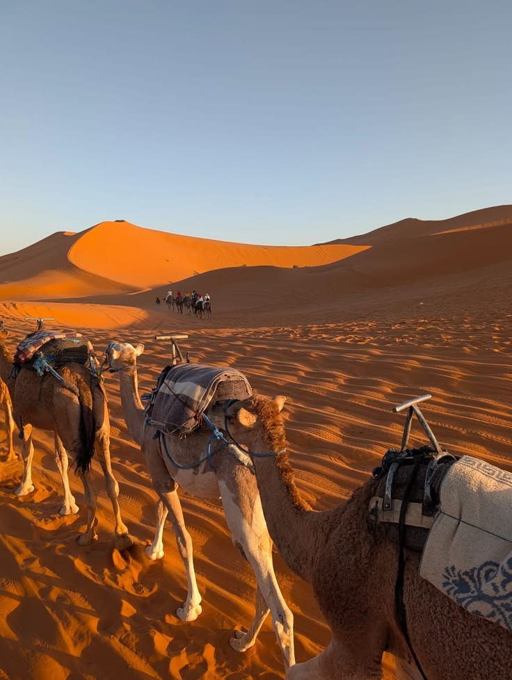 Riders on camelback crossing the dunes in single file